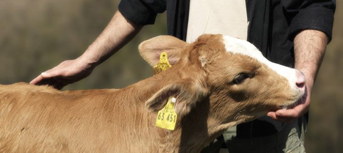 Animal welfare: a new priority for Spanish shoppers?